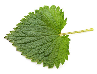 Green leaf nettle.