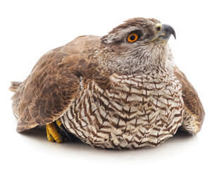 One sitting brown falcon.