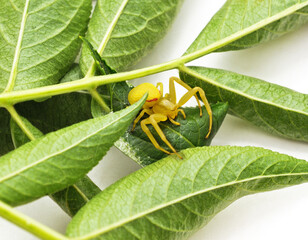 Yellow spider on leaves.