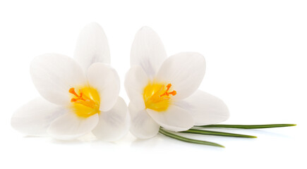 Two white crocuses and leaves.