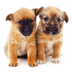 Fototapeta na wymiar Two little brown puppies.