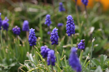 Muscari, Grape Hyacinth blue flowers on sunny spring day