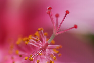 fleur d'hibiscus