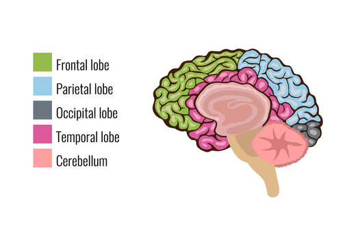 Areas Of Brain Composition