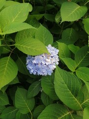 Ortensia