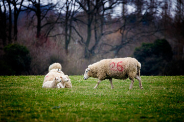 Older Sheep Approaches Spring Lambs