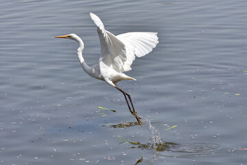 飛び立つシロサギ
