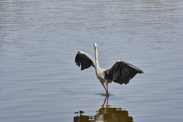 ポーズをとる青鷺