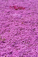 長居植物園の芝桜