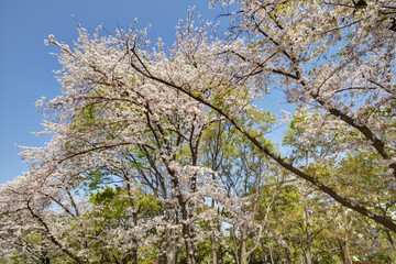 長居植物園の桜