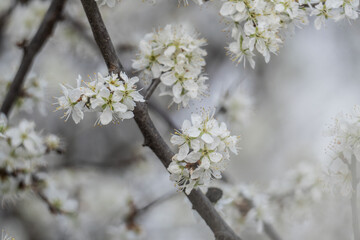 Wild cherries in the forest during April 