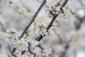 Wild cherries in the forest during April 