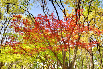 長居植物園の紅葉