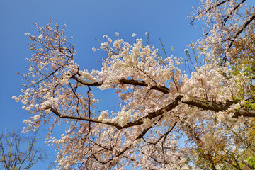 長居植物園の桜