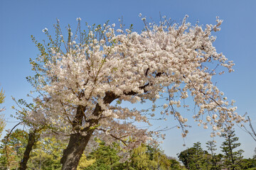 長居植物園の桜