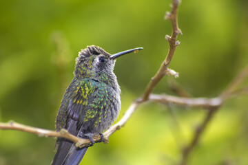 Chubby hummingbird with dripping nectar on its beak, standing on a branch in a green forest © Raul Navarro González/Wirestock