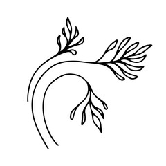 Naklejka premium Hand drawn three curved beautiful sprouts. Doodle illustration of herbs on a white background can be used for stickers on kitchen containers, logos, textiles, posters