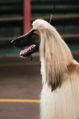 A light-colored greyhound with long, fluffy ears and a black muzzle and a protruding tongue. Portrait of an Afghan greyhound in profile. Dog show.