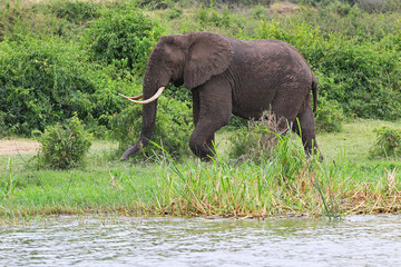 elephant africain (loxodonta africana)
