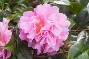 Obraz premium Pink flower of camellia in a garden during spring