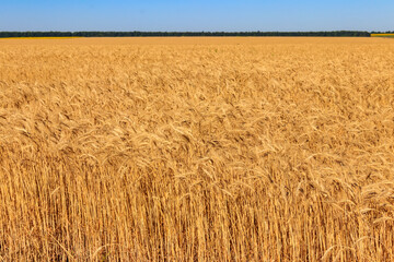 Field of ripe golden wheat