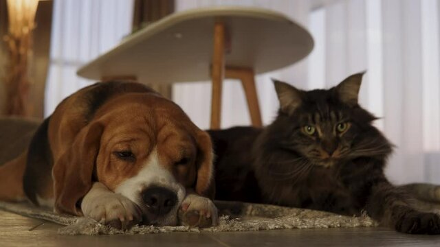 The Cat and the Dog are cute sleeping on the carpet next to each other. At home. Maine Coon and Beagle.