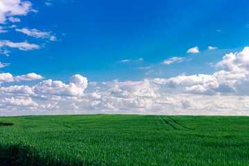 nature is beautiful especially with green grass