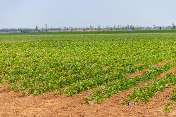 Fototapeta na wymiar Green kohlrabi growing on the agricultural field