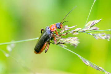 Closeup of a soldier beetle (Cantharis pellucida) climbing on flowering grass - obrazy, fototapety, plakaty