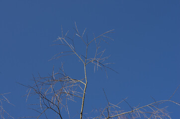 tree branches against sky