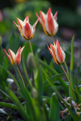 Tulipa clusiana stellata lady tulip flowers in bloom, white yellow orange red flowering bulbous...