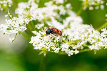 Closeup of a checkered beetle (Trichodes apiarius) on white flowers