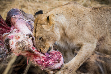 Lions feeding on a fresh kill giraffe, Kruger Park, South Africa © Lukas