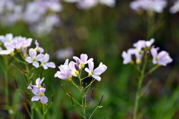 Wiesenschaumkraut auf einer Frühlingswiese