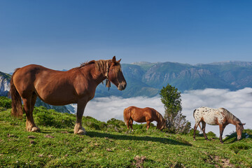 Naklejka na ściany i meble Horses grazing in Peña Sobia de Teberga (Teverga) in Asturias, with a sea of clouds in the background.