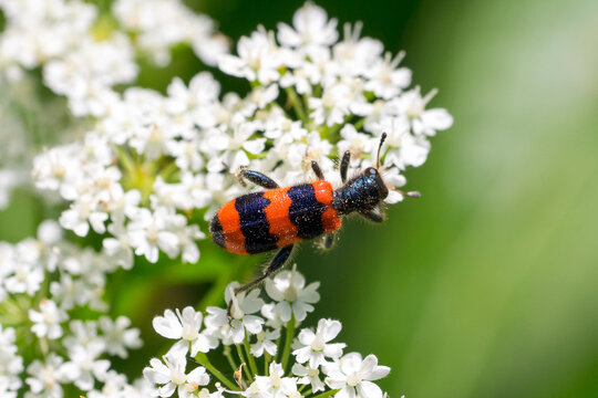 Closeup of a checkered beetle (Trichodes apiarius) on white flowers