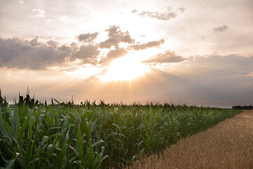 beautiful wheat field blooms in early spring