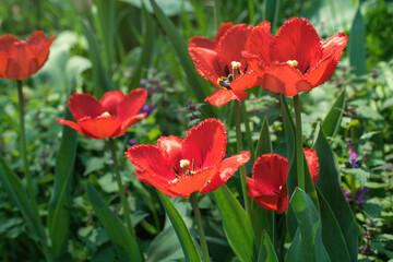 Colorful sunny spring meadow. Bright red and yellow tulip buds and fresh green leaves, warm May day and sunny weather	