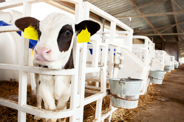 A cute black and white calf in a calf barn at a dairy farm. 