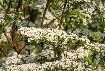 White  spiraea spring flowers. Spring festive background