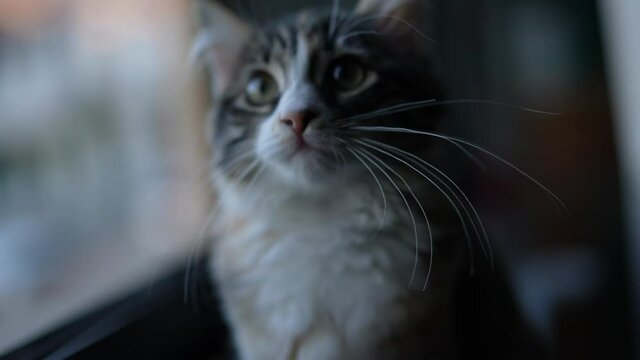 Little kitten cat portrait standing by window
