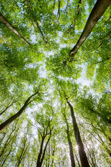 Naklejka premium Spring beech. Tree trunks. Fagus sylvatica.