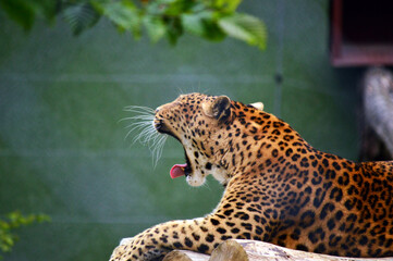 leopard in the zoo