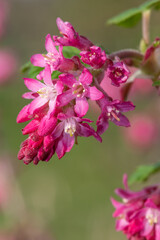 Close up of flowers on a red flowering currant (ribes sanguineum) shrub