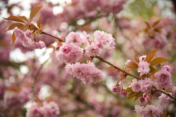 Fototapeta premium cherry flower