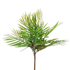 Realistic flowers and plants for designer compositions and interior decoration of residential and office premises. White isolated background