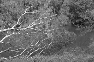 The picture is in black and white because this way the light and dark drawing of the bark of the trunk comes into its own, Fallen birch tree on the edge of a lake