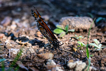 macro of butterfly on autumn leaves