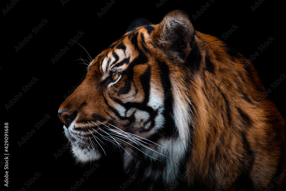 Poster front view of sumatran tiger isolated on black background. portrait of sumatran tiger (panthera tigr