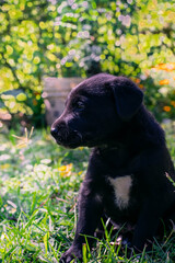 black labrador retriever puppy